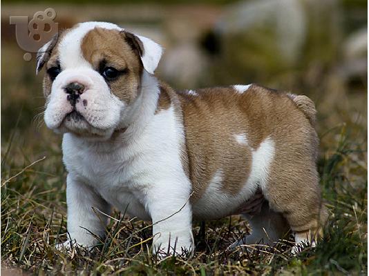 PoulaTo: Αρσενικό και θηλυκό αγγλικά bulldogs Μπουλντόγκ